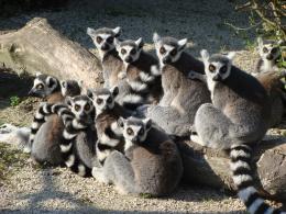 lemurs